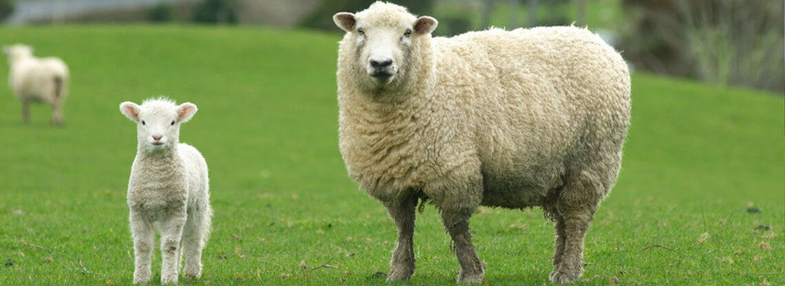 White sheep, ewe and a lamb on a green field of grass