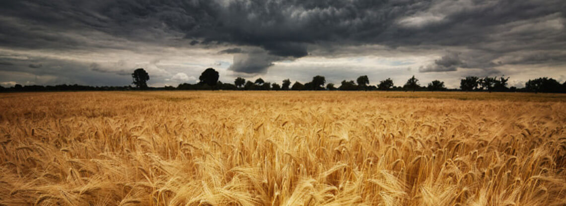 Field of wheat with storm clouds above and trees silouhetted on the skyline